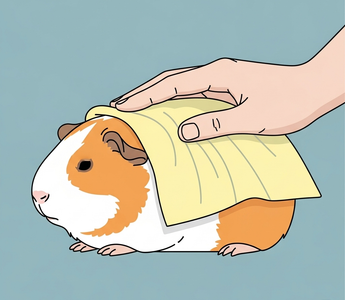 Guinea Pig Bathing Guide: How to Clean Your Pet Safel