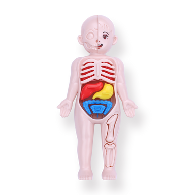 Human Body Montessori Toy - Stationery Pal