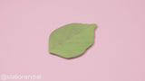 Leaves Sticky Notes