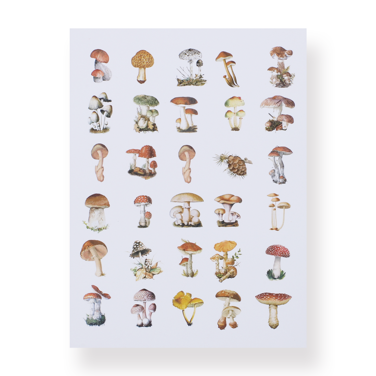 Mushroom Collection Sticker Pack - Stationery Pal